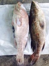  Spotted   Grouper  / Greasy  Grouper  - Whole , HO Gutted , Skin-on Fillet, Skinless Fillet