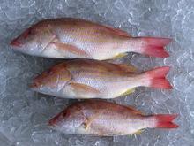 Red Sea Bream (Pink Porgy) Fresh Fillets