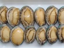 Chilean Abalone / Loco (Alive - Frozen)