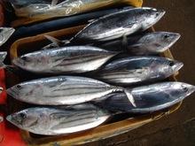 High Quality Frozen bonito tuna whole fish
