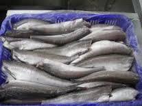 Fresh  frozen   Hake  whole  fish /  Frozen   Hake   fish  fillet  hake 