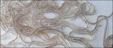 Frozen and live glass eel / Frozen Eel/ Dried Eel Fish