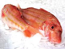 Fresh and  Frozen   Red   Mullet 