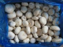 IQF champignon