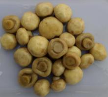 salted in button mushroom