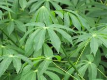 Cassava leaves