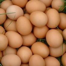  FRESH   TABLE   EGGS 