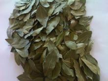 BAY LEAVES