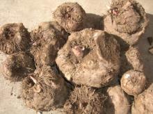 100% Natural Konjac Extract: Konjac Glucomannan 80%~90% by UV (CAS No.: 37220-17-0)