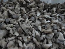  baby   oyster   mushroom 
