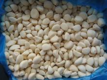  IQF   Garlic   segment s