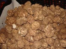 A Grade White and Black Italian Truffles