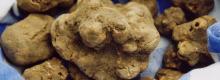 White and black Italian truffles