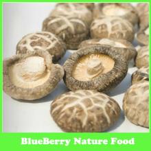 Tea flower  Mushroom s Product Type and Whole Part Dried Flower  Mushroom 