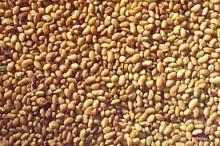 Sell Alfalfa Seed