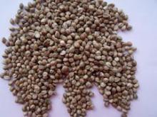 Hemp Seed for sale