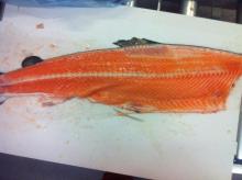 Salmon Bones