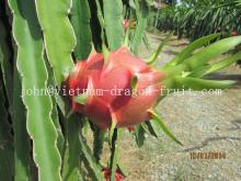 FRESH DRAGON FRUIT FROM VIET NAM