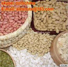  blanched   peanuts  25/29