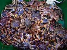 Live Russian Blue King Crab