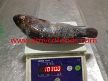 Frozen  Tilapia   Fish  Gutted and Scaled high quality