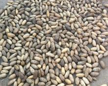 Dried Raphia Hookeri Kernels