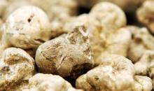 Premium Fresh and  Dried   Truffles .