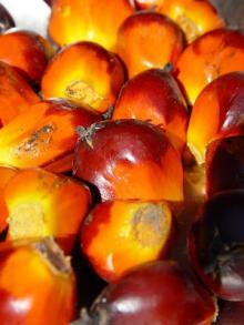 Palm Nut,Kenels