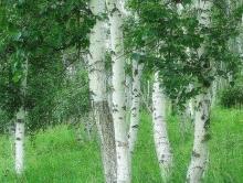 White Birch Bark Extract / Natural Betulinic Acid / Betulin