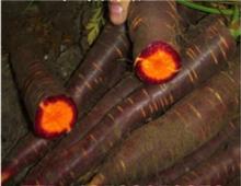  Black   Carrot  Juice Powder