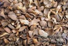 Palm Kernel Shell (PKS)