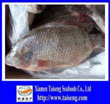 fresh frozen tilapia fish