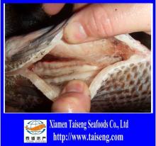 gutted scaled frozen  tilapia   fish 