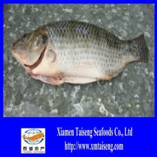whole round cleaned tilapia fish