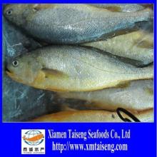 Farm raised frozen yellow croaker fish on sale