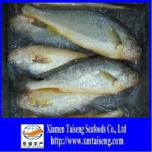 Best quality fresh frozen yellow  croaker  fish