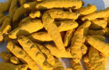  TURMERIC  FINGER