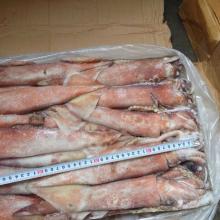 200-300g Frozen Seafood Japanese  Flying   Squid 
