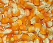 Yellow  Corn  Grade 1,Animal  Feed ,Yellow Maize  Seed ,Yellow Millet