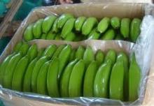 Fresh Cavendish Banana,Tamarind,Corn,Wheat, Barley , Feed   barley 