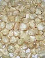 1st GRADE  Non   GMO   WHITE   CORN 