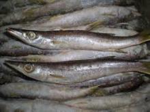 Norway fresh Stock Fish Cod available