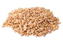 Wheat