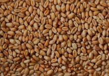 Grain Wheat
