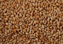 Bulk Wheat, Milling Wheat Product