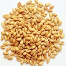 Wheat for human