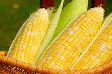 Fresh/Dried Corn