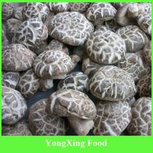 China Dry Cultivated Flower Shiitake Mushroom