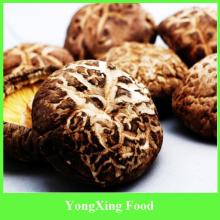 dehydrated tea flower Shiitake Mushroom