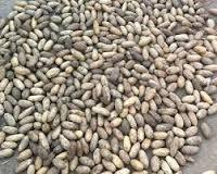Hookeri Seed